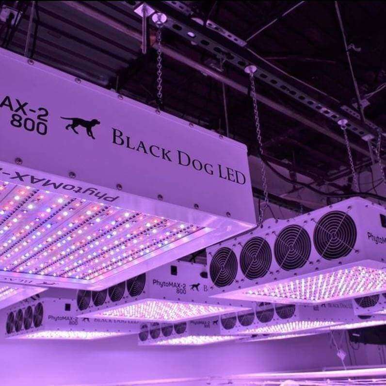 Black Dog LED, Black Dog LED PhytoMAX-2 800 Grow Lights