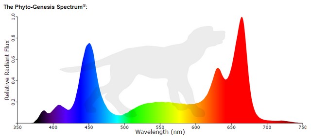 Black Dog PhytoGenesis Spectrum