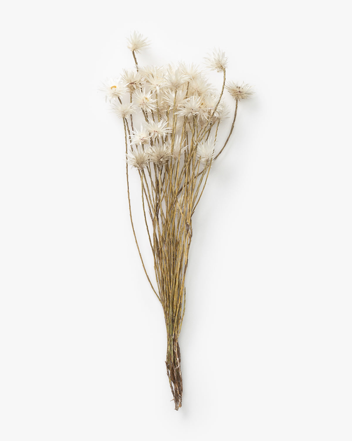 Luxe B Pampas Grass Inc, Dried Daisy Flowers