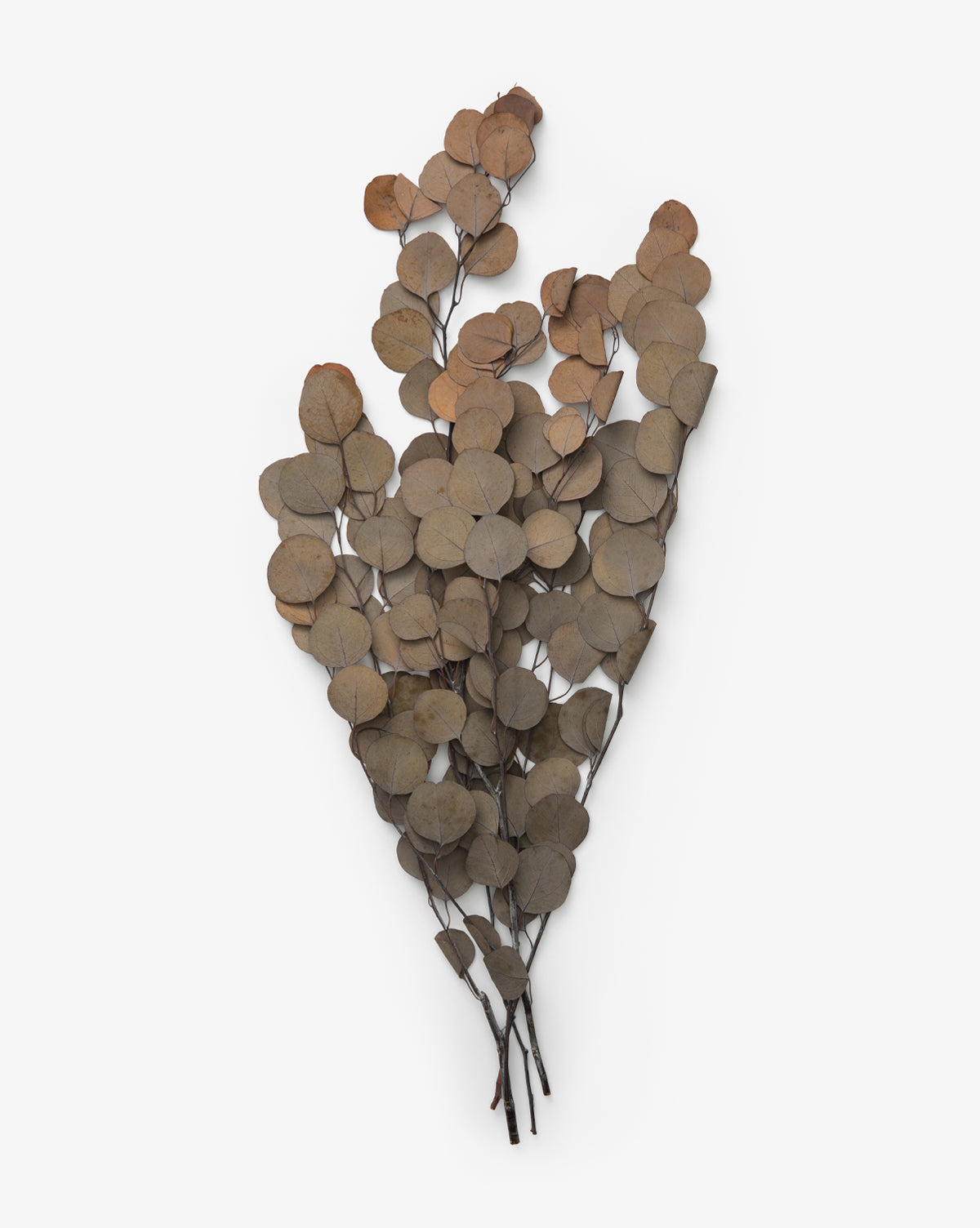 Creative Co-Op, Dried Natural Eucalyptus